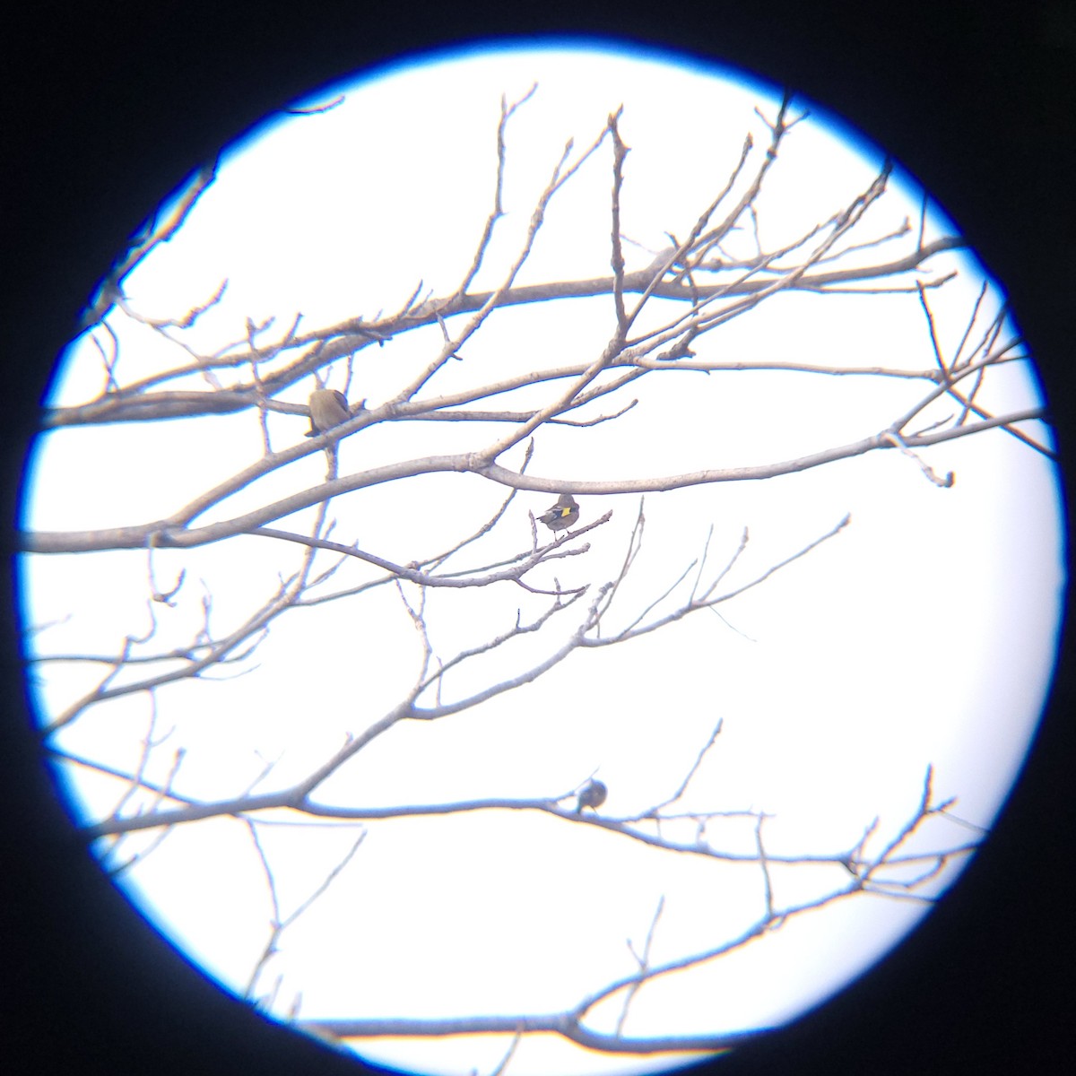 방울새 - ML652634115