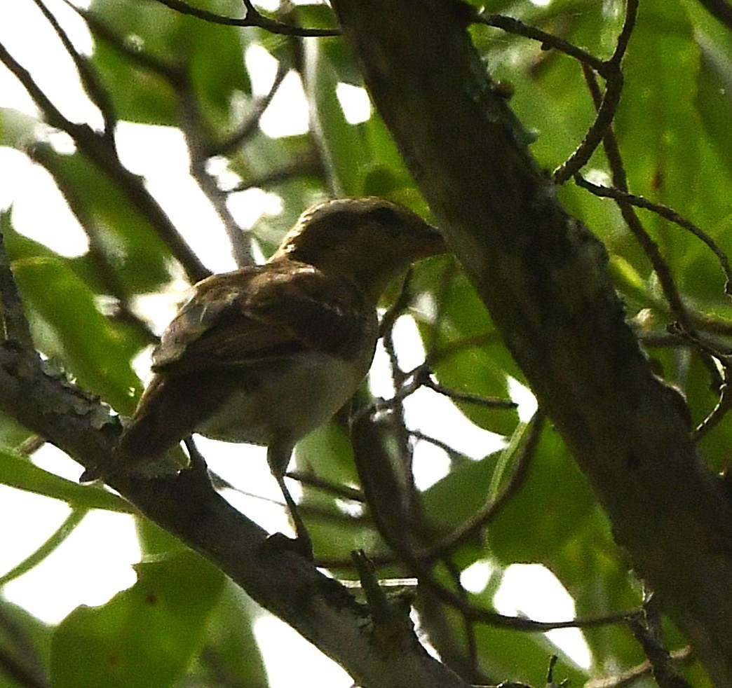 Moineau bridé - ML652634314