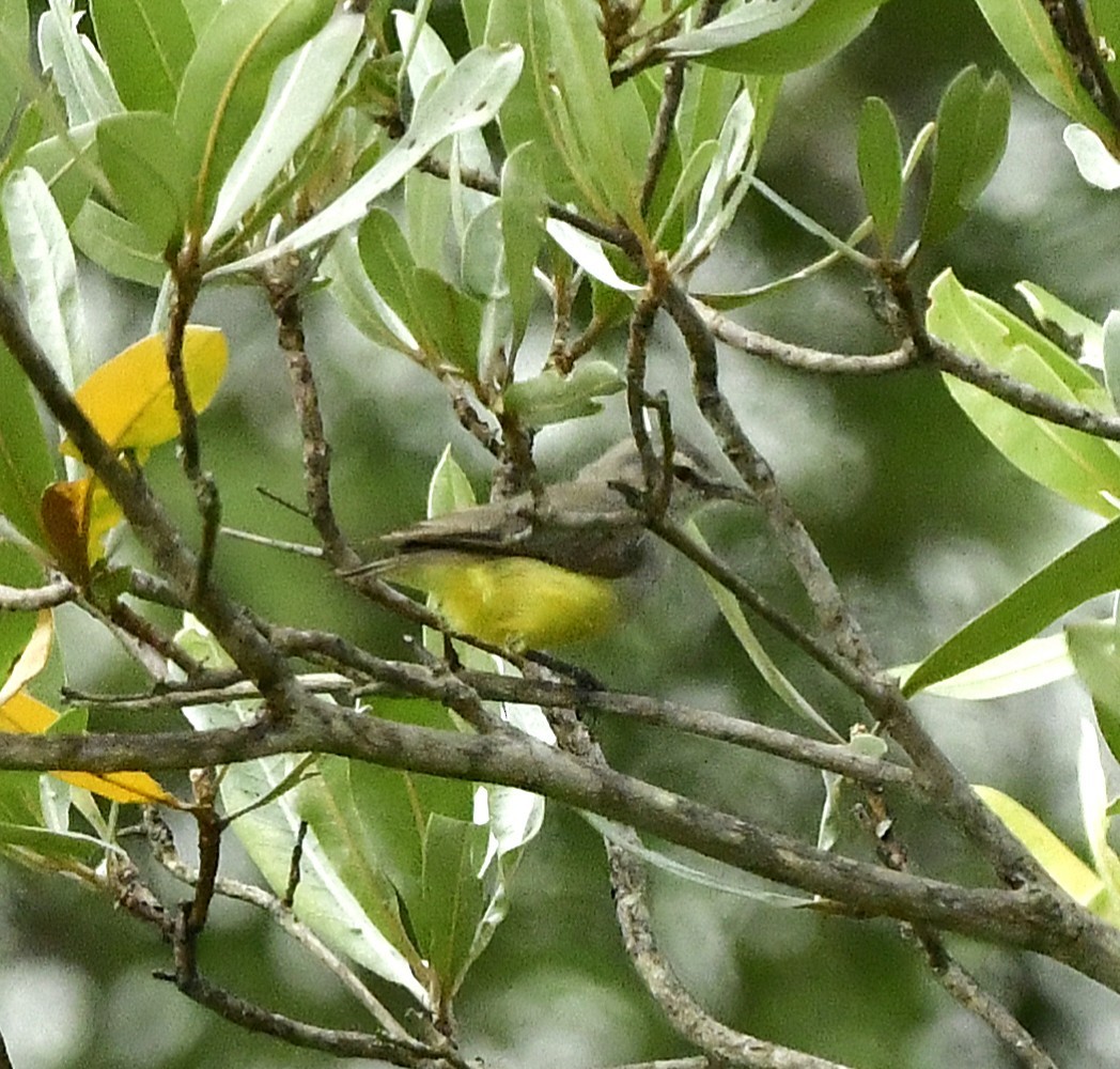 Yellow-bellied Eremomela - ML652634369