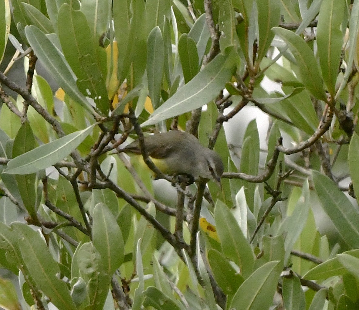 Yellow-bellied Eremomela - ML652634371