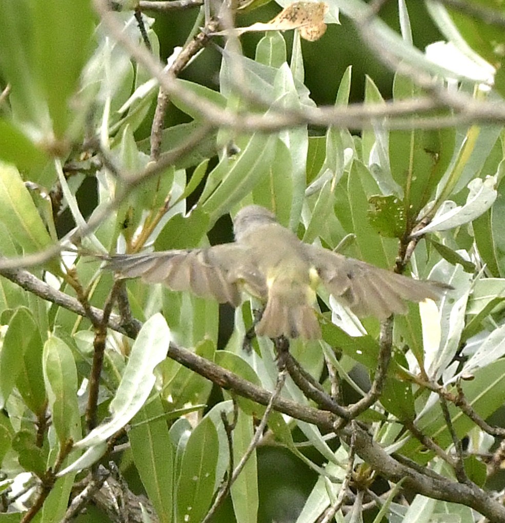 Yellow-bellied Eremomela - ML652634372