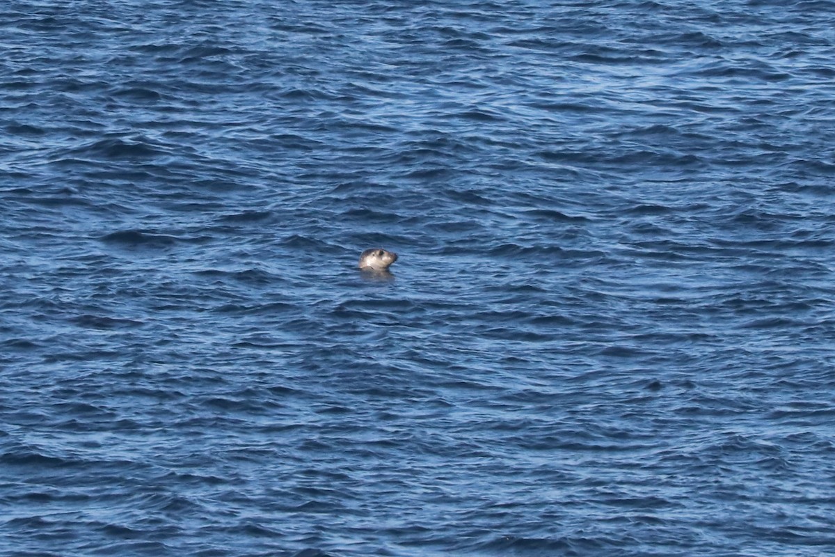 Foca comune - ML652634419