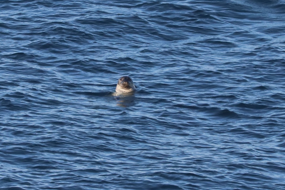 Foca comune - ML652634420