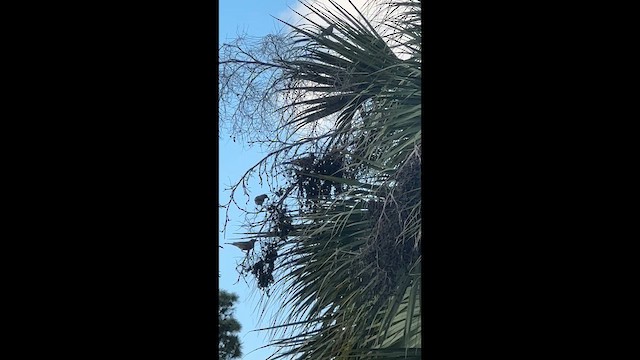 Göçmen Ardıç - ML652634759