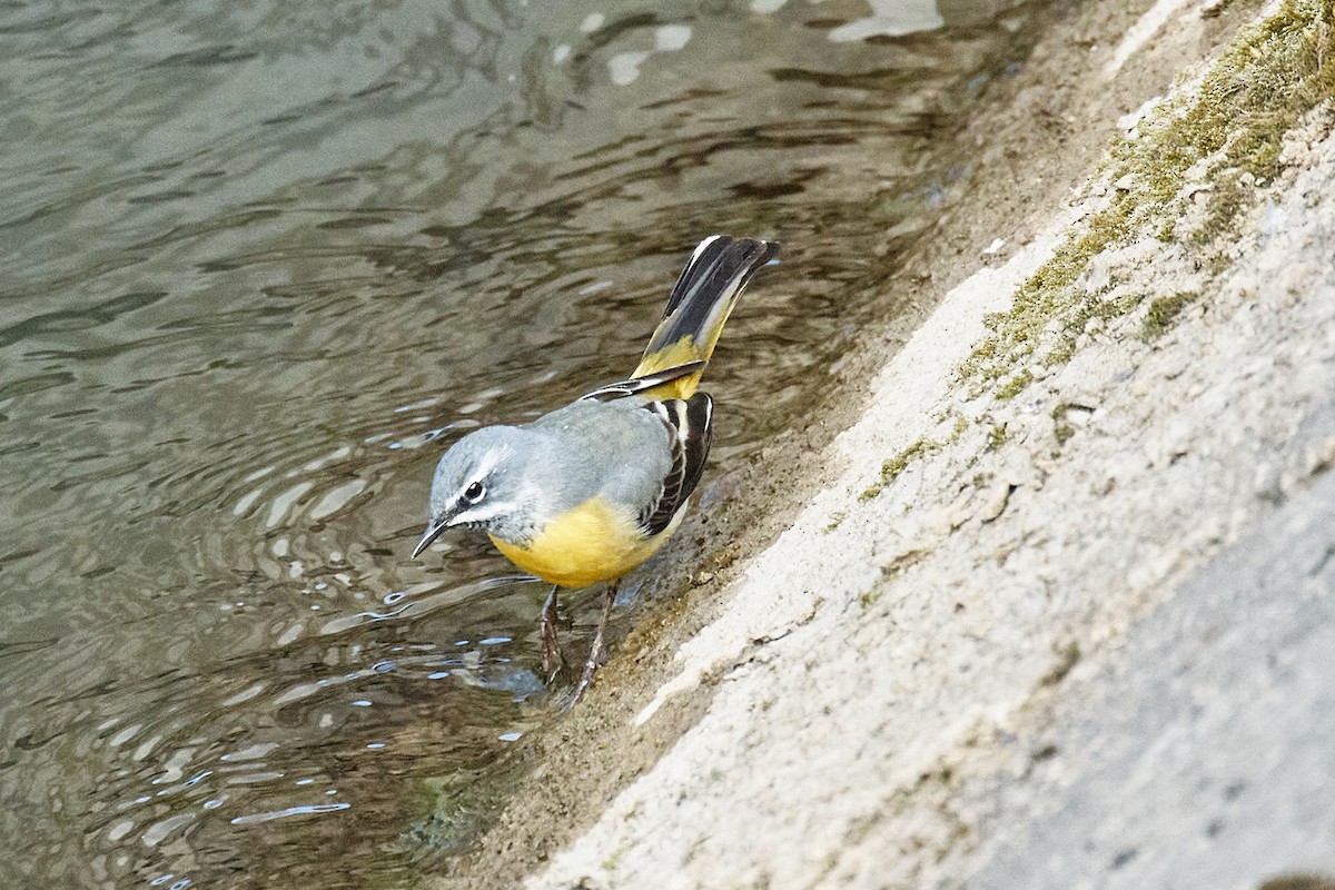 灰鶺鴒 - ML652634787