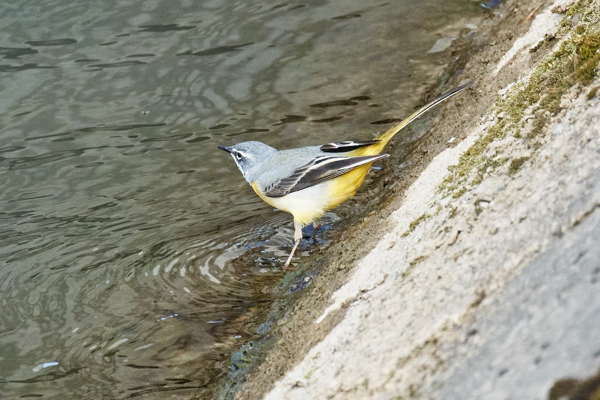 灰鶺鴒 - ML652634788