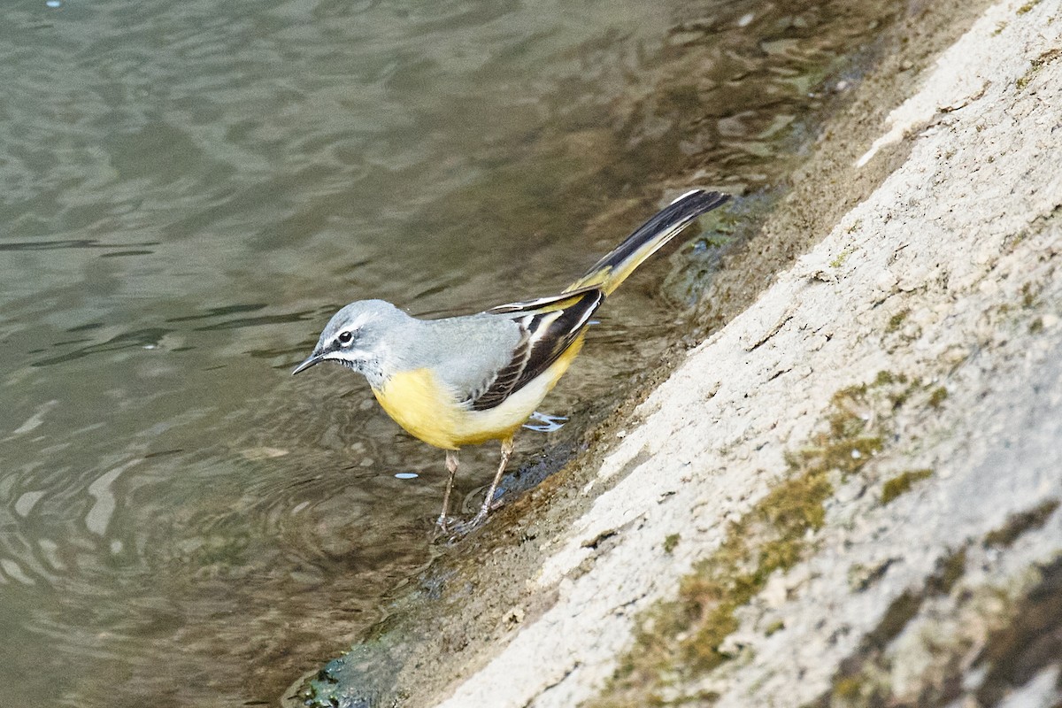 灰鶺鴒 - ML652634789