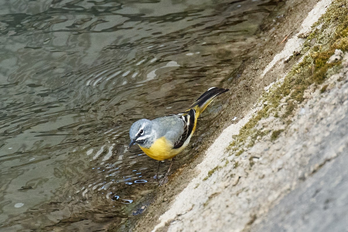 灰鶺鴒 - ML652634790