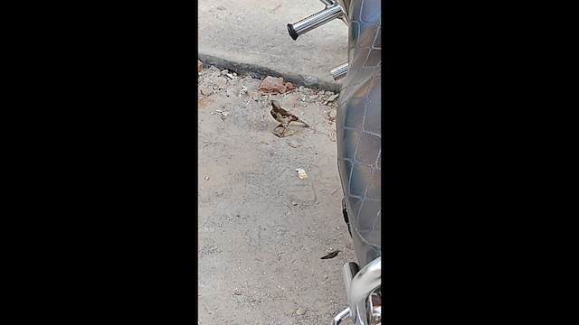 Serçe - ML652634817