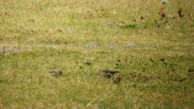 Kara Başlı İskete - ML652635163