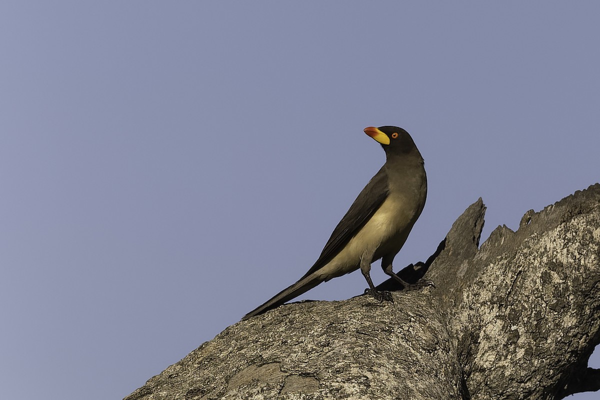 Yellow-billed Oxpecker - ML652635211
