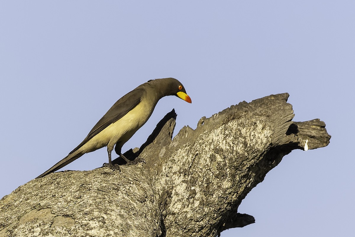 Yellow-billed Oxpecker - ML652635212