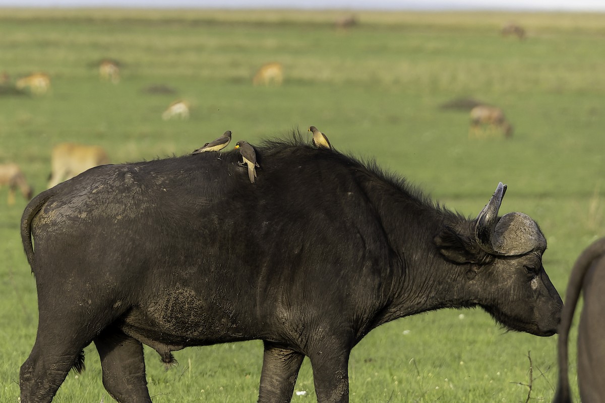 Yellow-billed Oxpecker - ML652635213