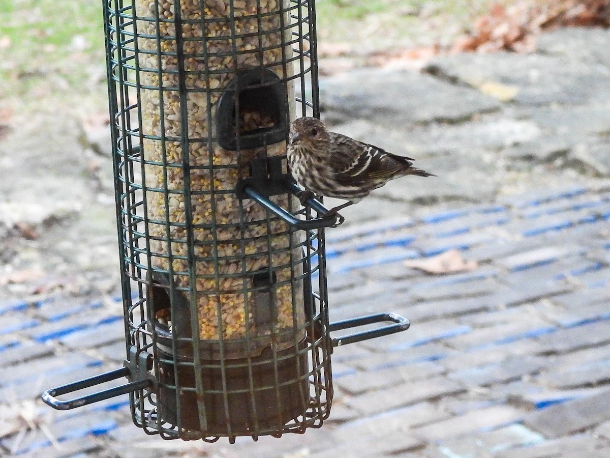 マツノキヒワ - ML652635302