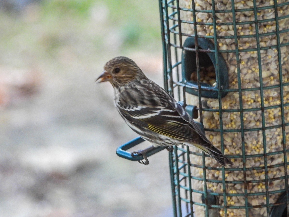 マツノキヒワ - ML652635303