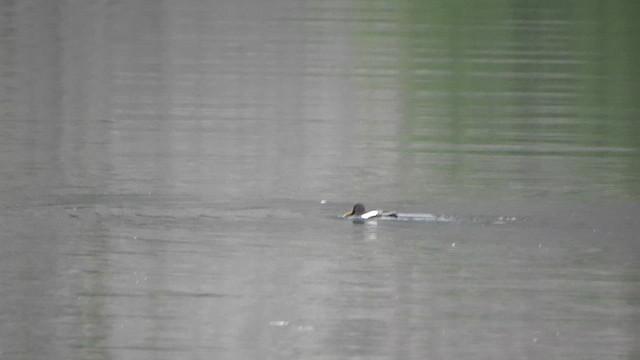 Kara Alk - ML652635408