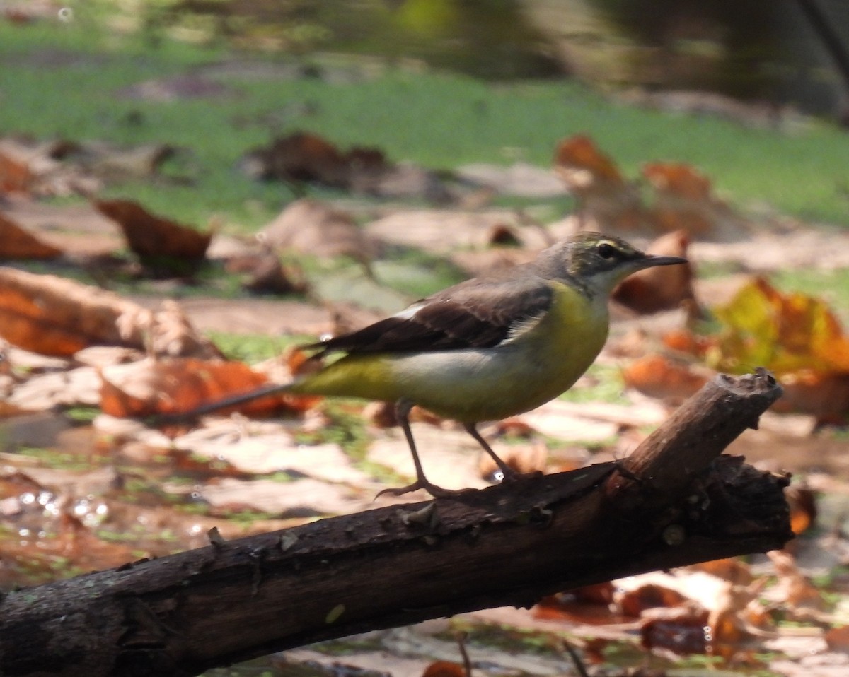 灰鶺鴒 - ML652635429