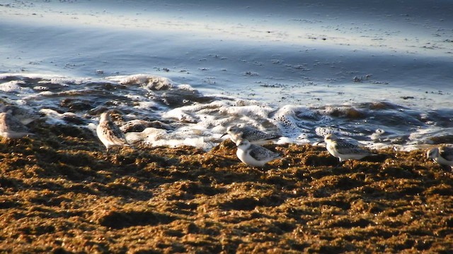 Ak Kumkuşu - ML652635622