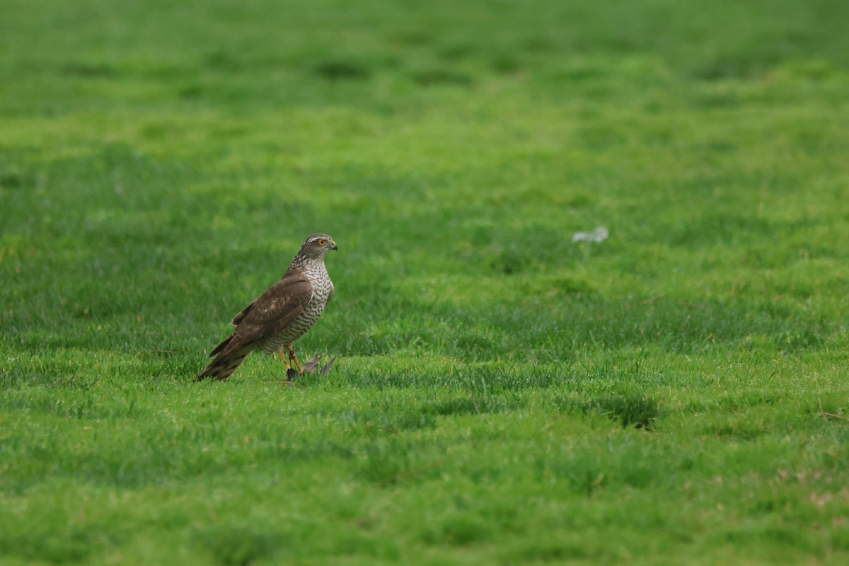 Яструб малий - ML652635634