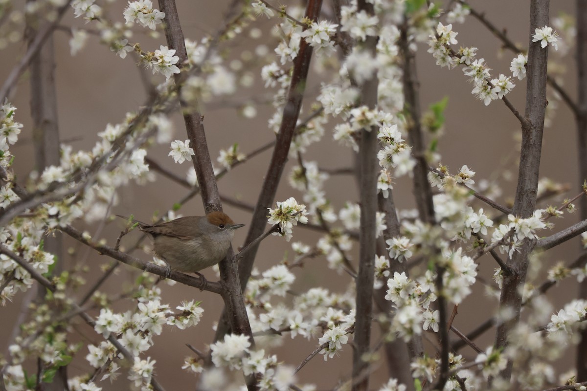 Кропив'янка чорноголова - ML652635644