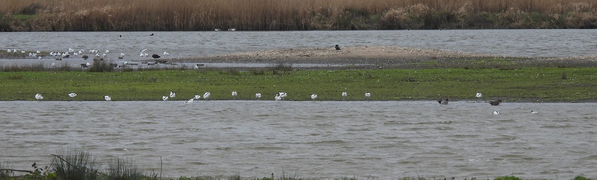 Шилоклювка - ML652635715