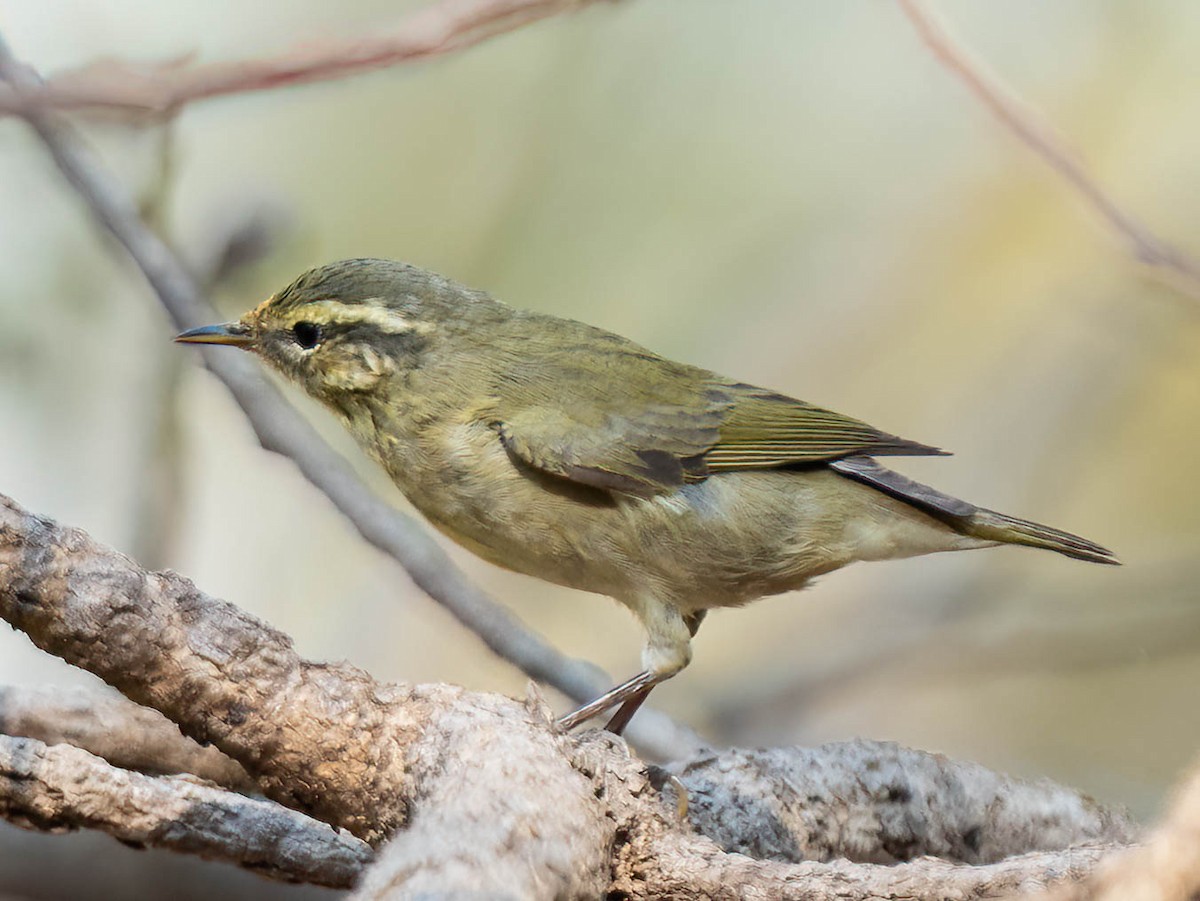 Tytler's Leaf Warbler - ML652635724