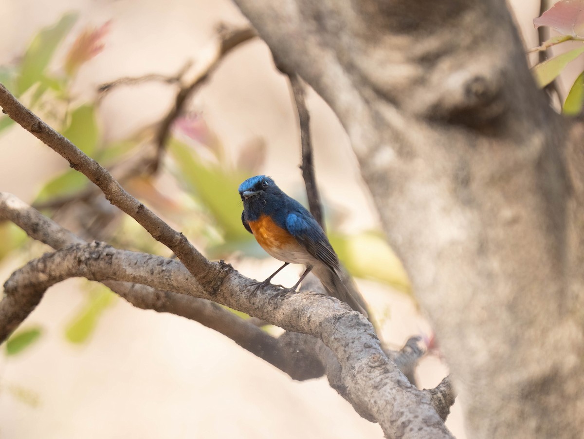 Blue-throated Flycatcher - ML652635731