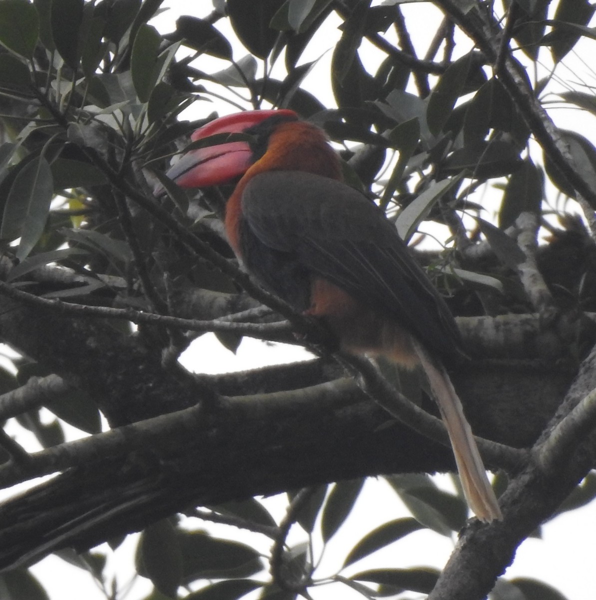 Rufous Hornbill - ML652635736