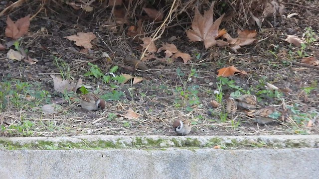 Ağaç Serçesi - ML652635739