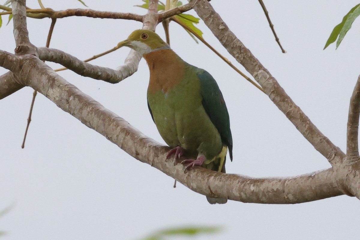 Pink-spotted Fruit-Dove - ML652635754