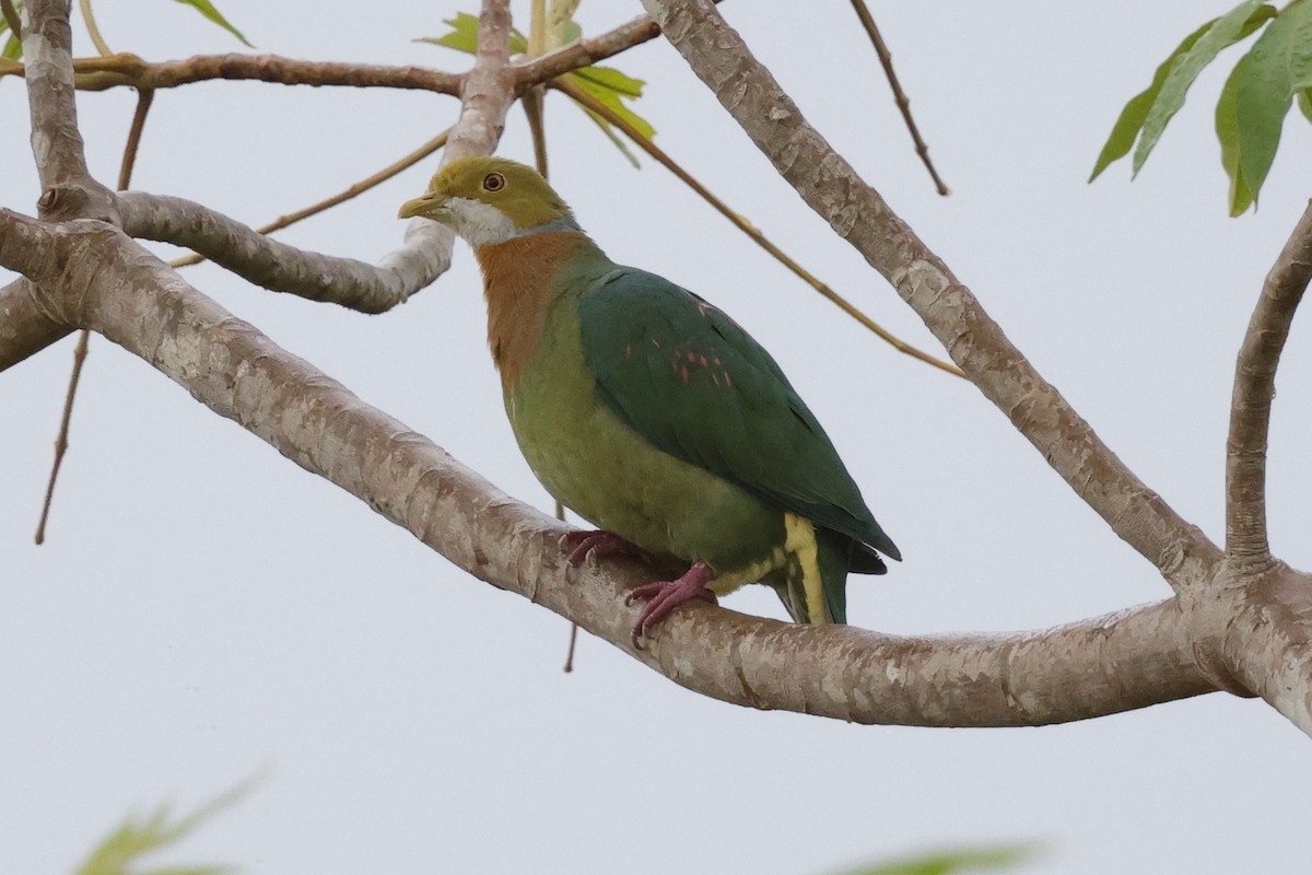 Pink-spotted Fruit-Dove - ML652635755