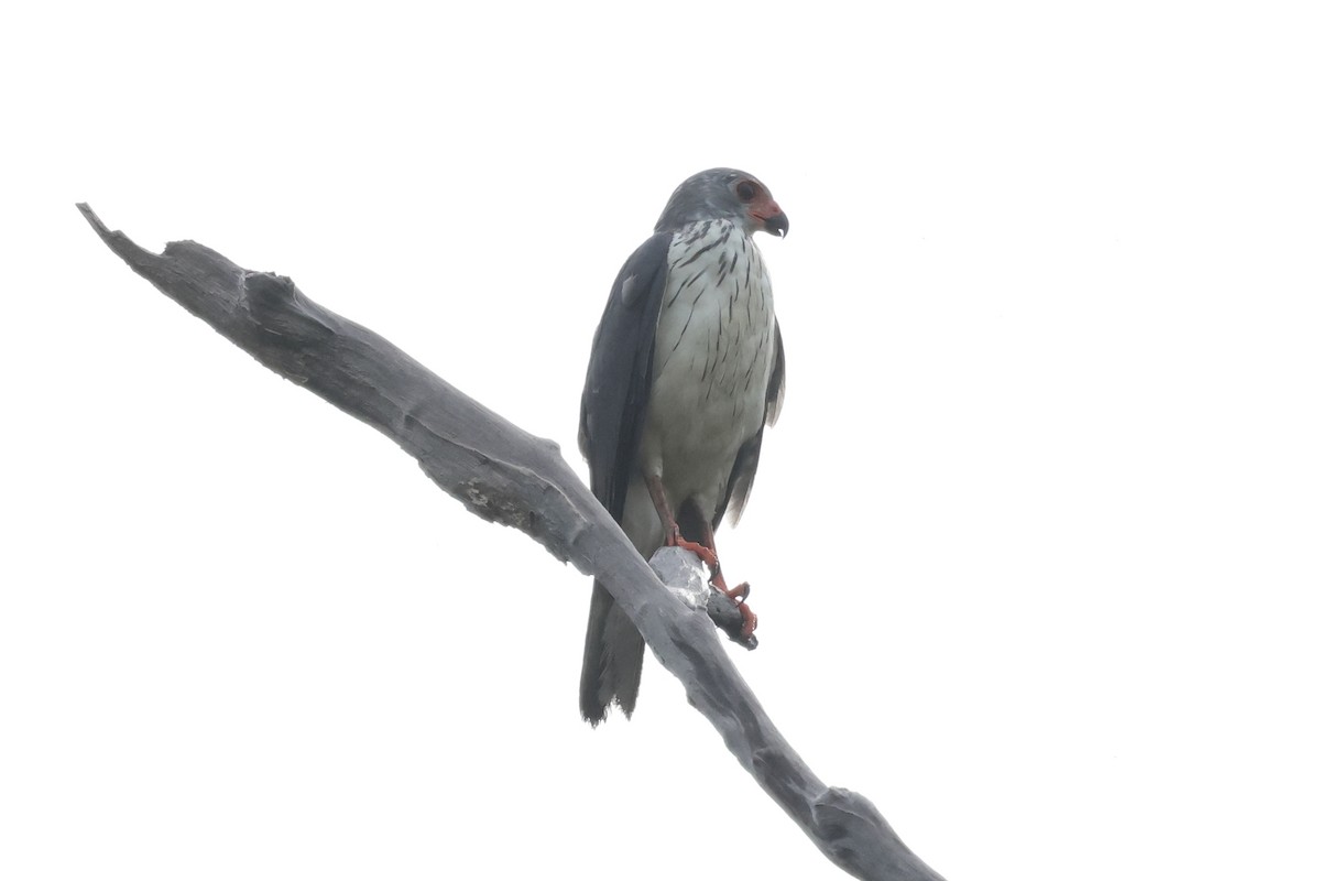 Gray-headed Goshawk - ML652635761