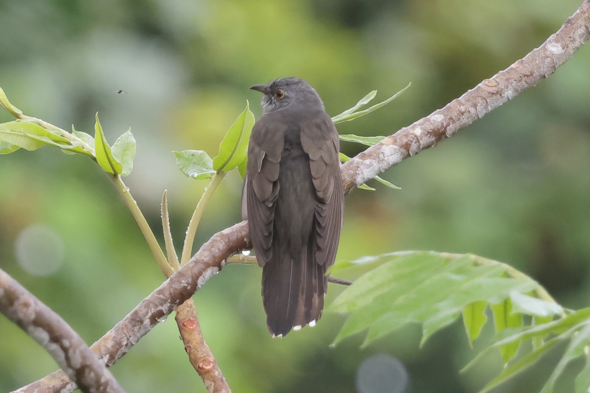 Sahul Brush Cuckoo - ML652635782