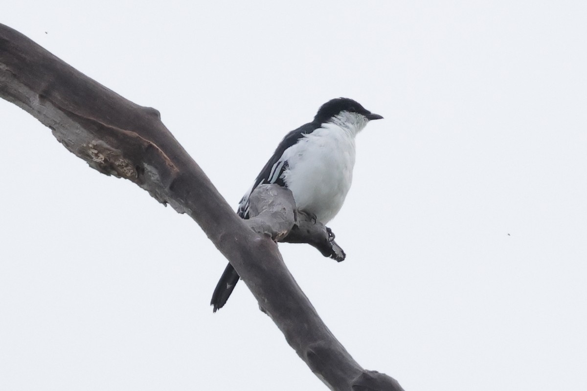 Black-browed Triller - ML652635799