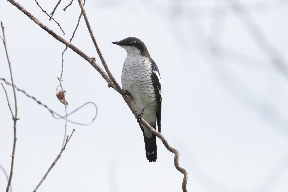 Black-browed Triller - ML652635800