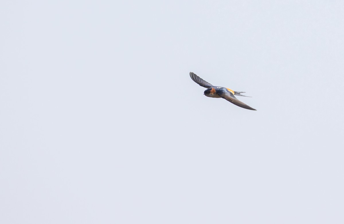 Eastern Red-rumped Swallow (Daurian) - ML652635807