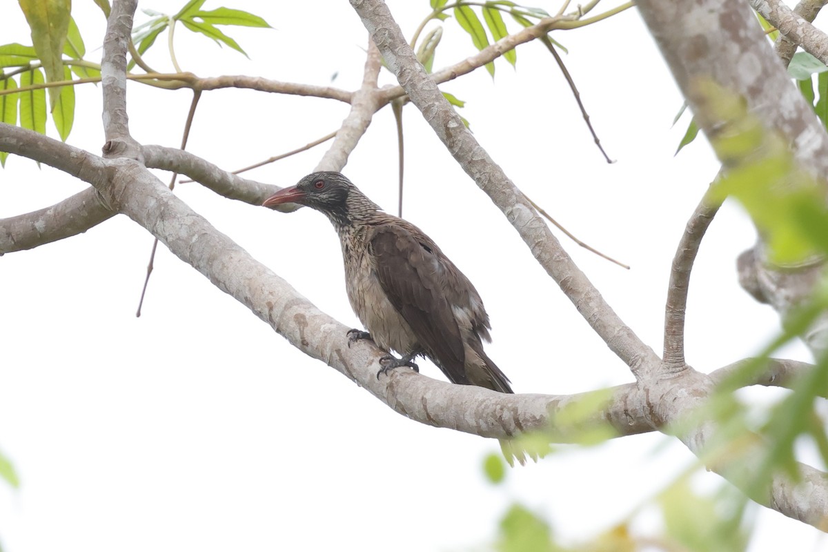 Brown Oriole - ML652635809
