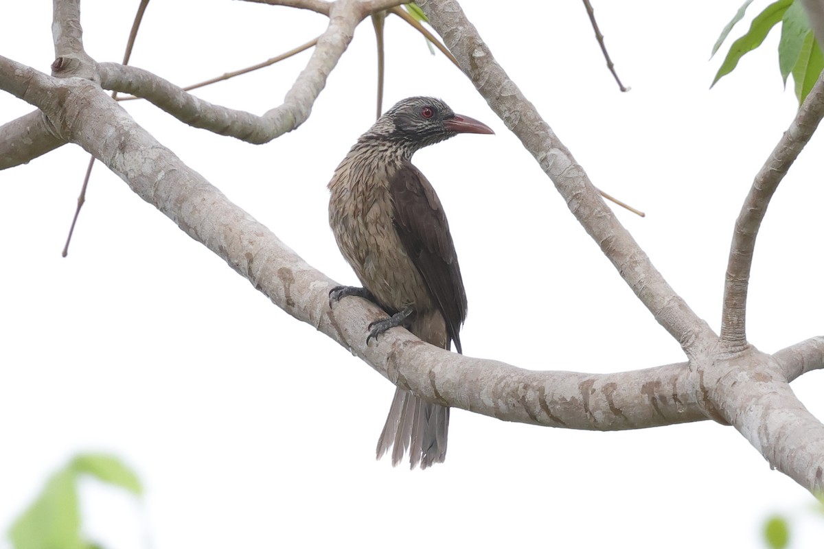 Brown Oriole - ML652635810