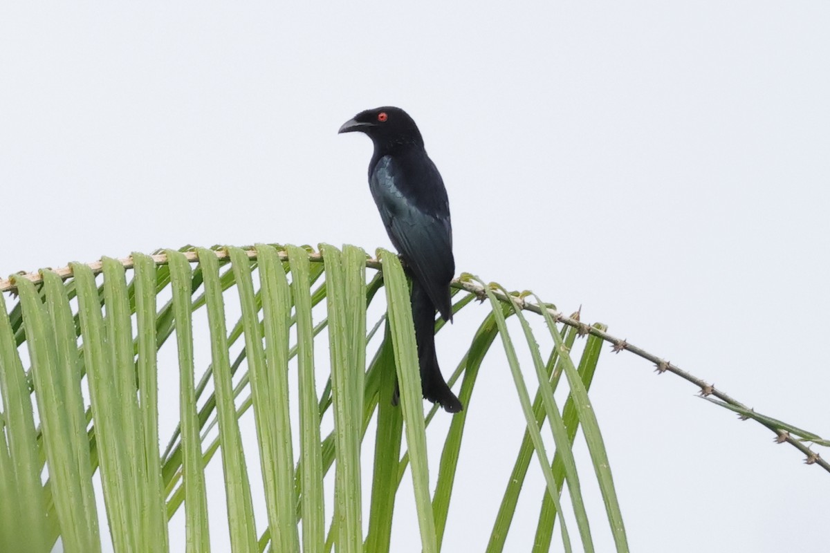Spangled Drongo - ML652635821