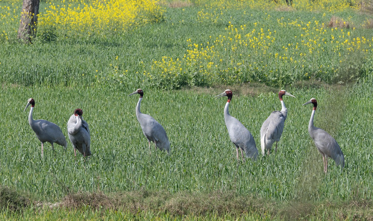 Sarus Crane - ML652635844