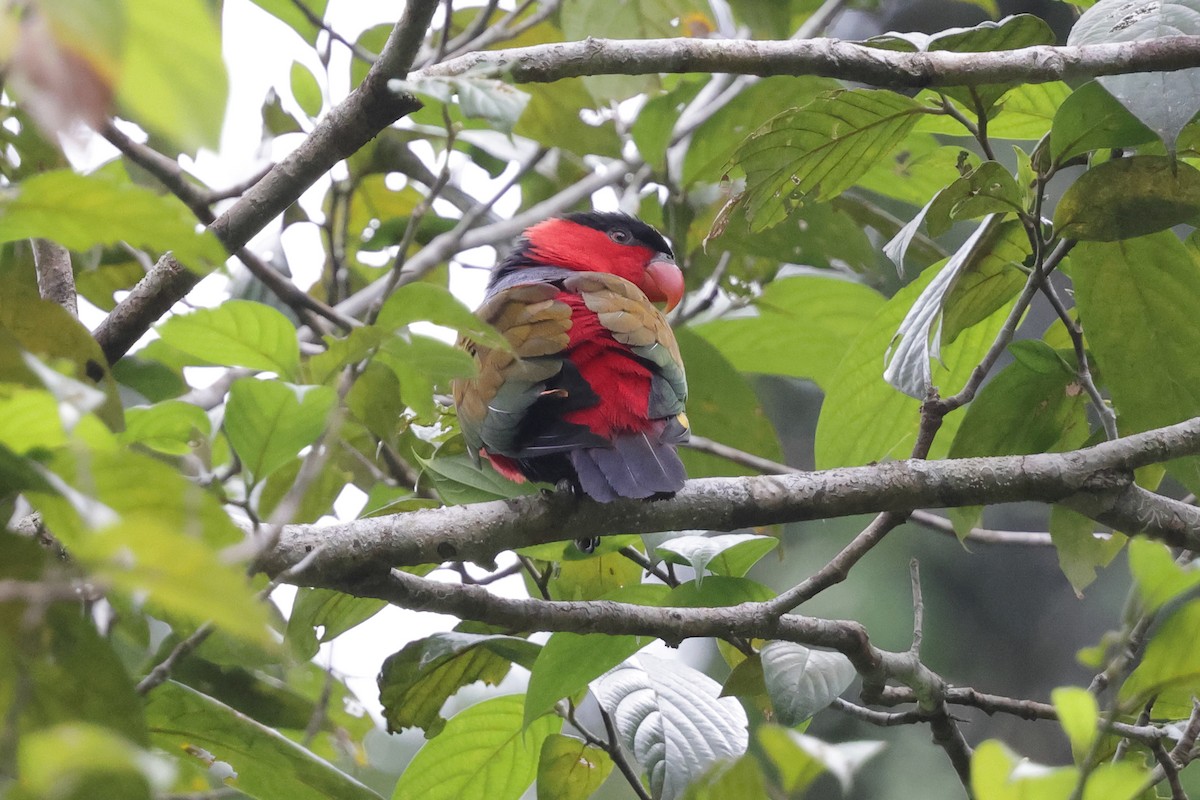 Black-capped Lory - ML652635867