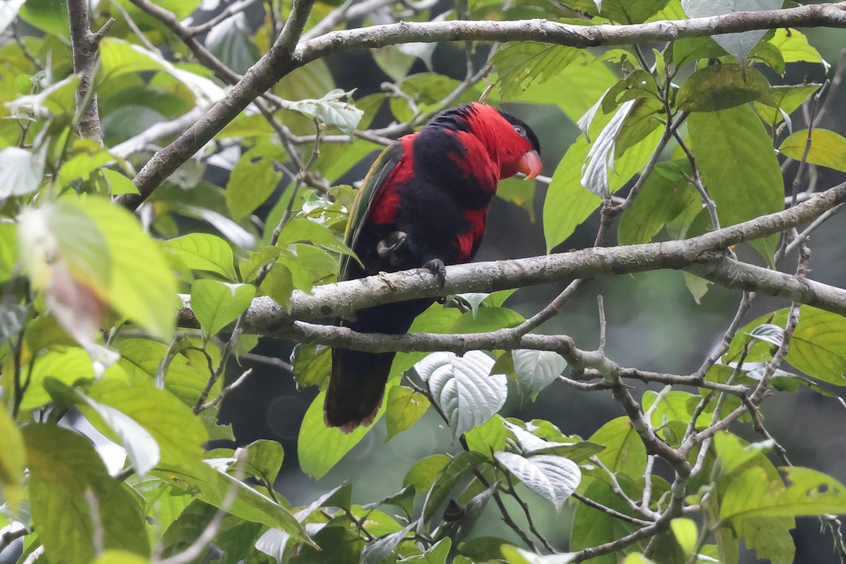 Black-capped Lory - ML652635868
