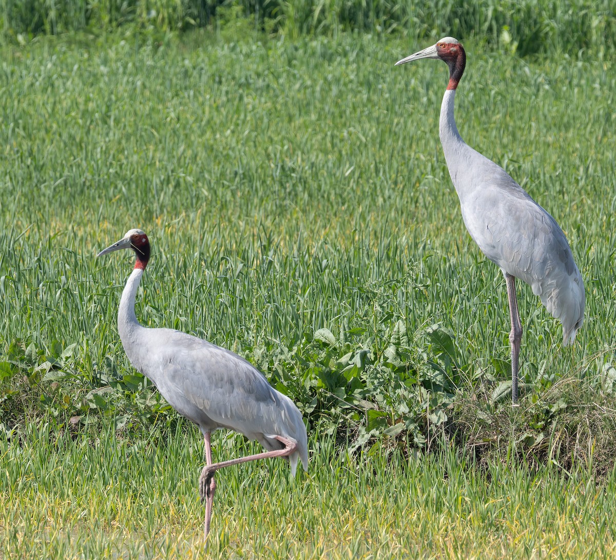 Sarus Crane - ML652635891