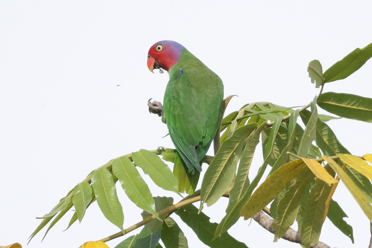 Red-cheeked Parrot - ML652635918