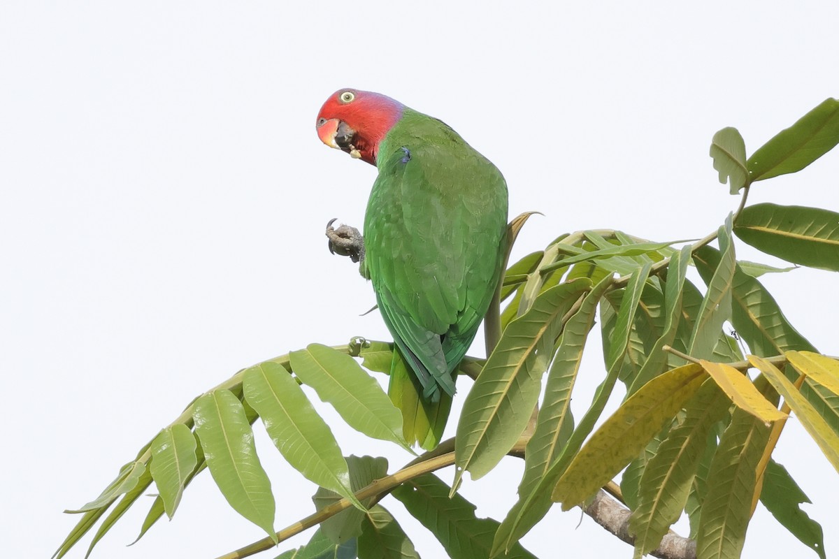 Red-cheeked Parrot - ML652635919