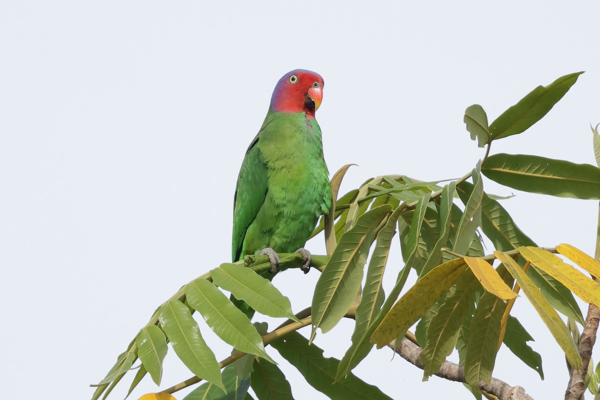 Red-cheeked Parrot - ML652635920