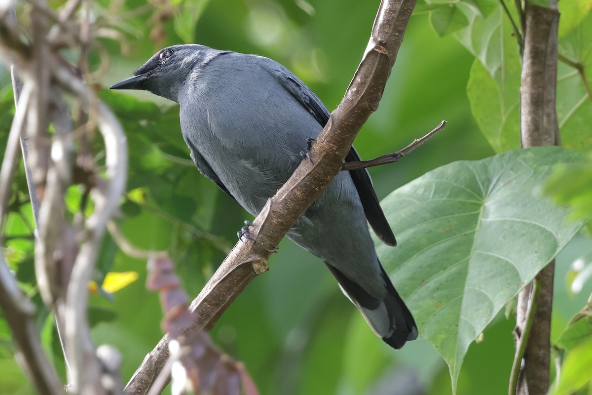 Gray-headed Cicadabird - ML652635939