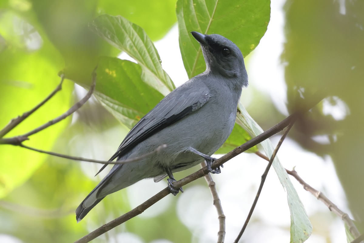 Gray-headed Cicadabird - ML652635940