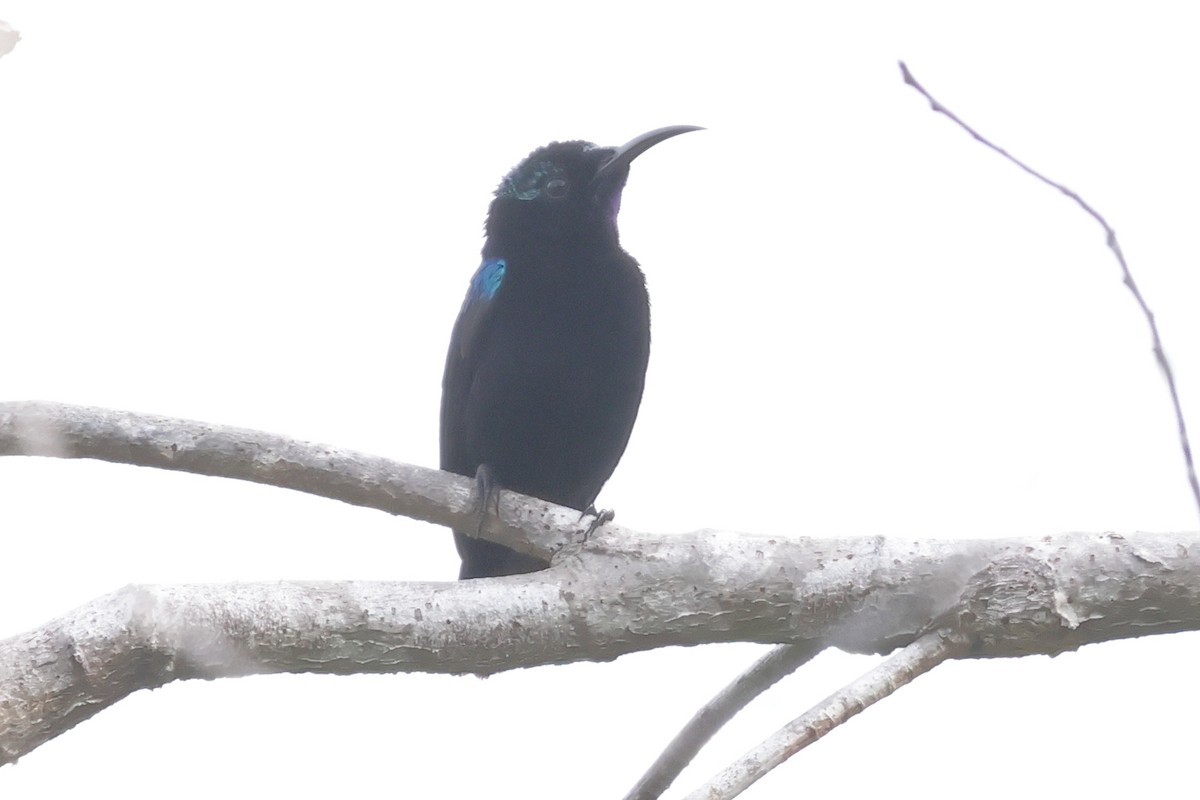 Black Sunbird - ML652635957