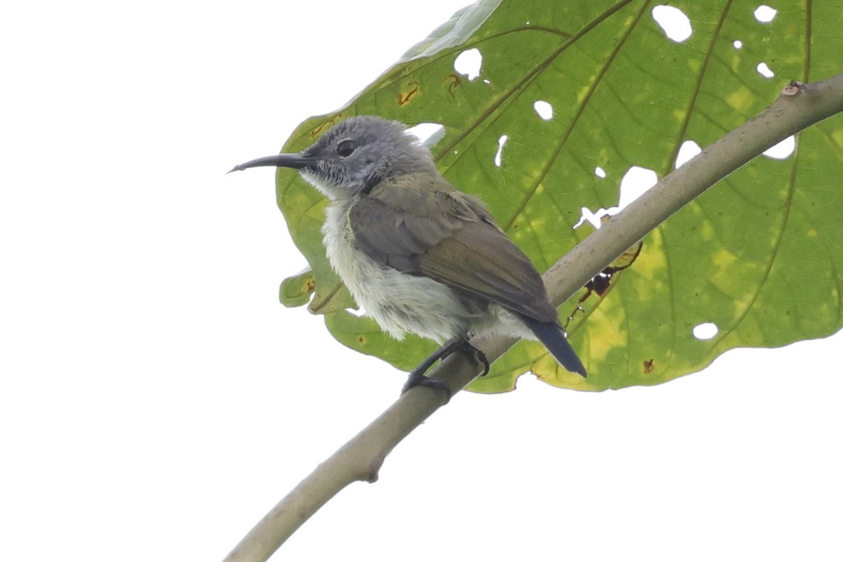 Black Sunbird - ML652635958